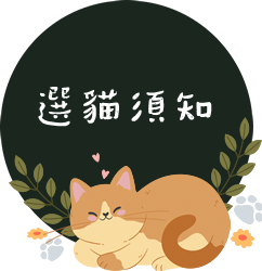 61cafe貓咖-貓咪咖啡廳,台南貓咪咖啡廳,永康貓咪咖啡廳,貓咖,台南貓咖,永康貓咖