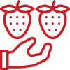 阿松草莓園-採草莓,採草莓推薦,苗栗採草莓,大湖採草莓