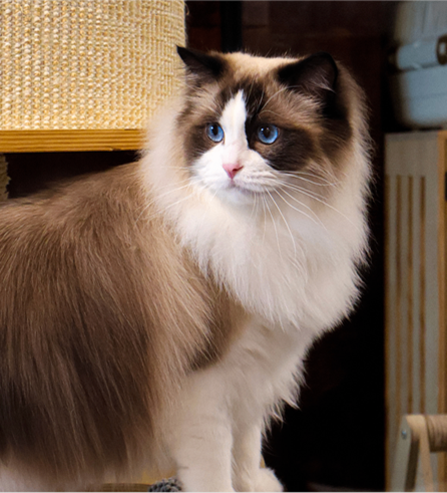 CARITA RAGDOLLS 布偶貓