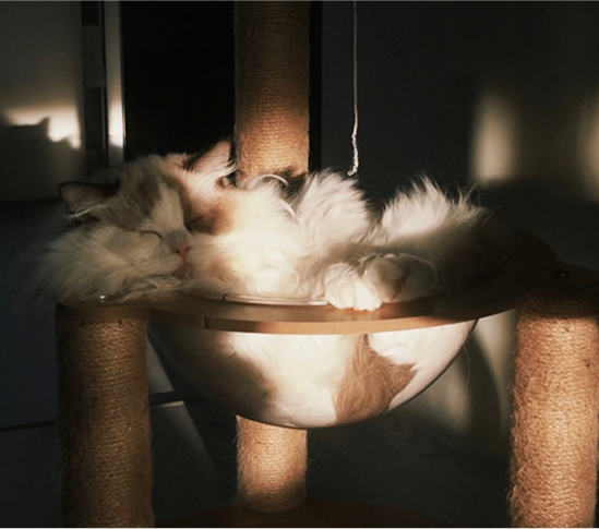 CARITA RAGDOLLS 布偶貓休息