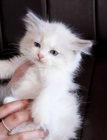 CARITA RAGDOLLS 幼貓