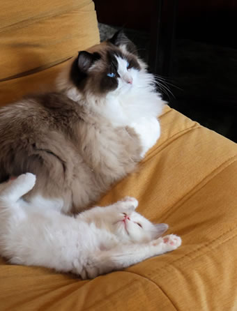 CARITA RAGDOLLS 布偶貓