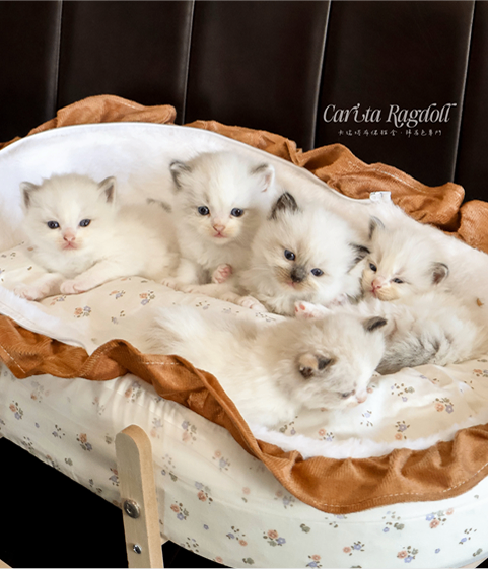 CARITA RAGDOLLS 幼貓