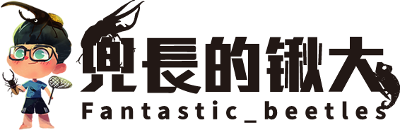 兜長的鍬大-甲蟲專賣店,甲蟲販售,台北甲蟲專賣店,淡水甲蟲專賣店,萬華區甲蟲專賣店,