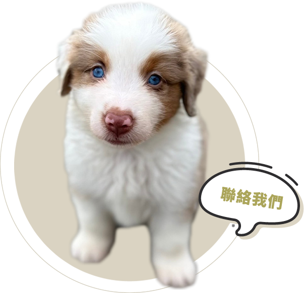 高登迷你美國牧羊犬社-牧羊犬,牧羊犬買賣,牧羊犬幼犬買賣,彰化牧羊犬幼犬