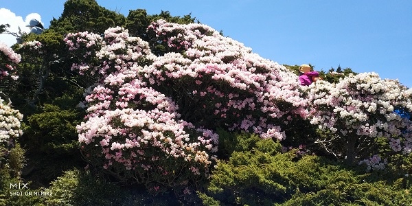 東峰高山杜鵑-3.jpg