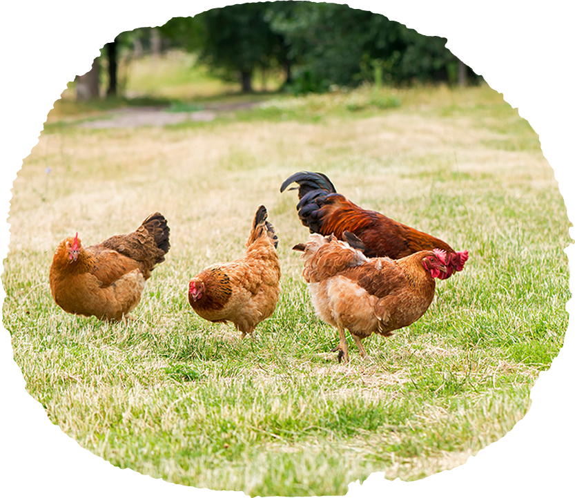 田爸手工滴雞精-手工滴雞精,台中手工滴雞精,北屯手工滴雞精