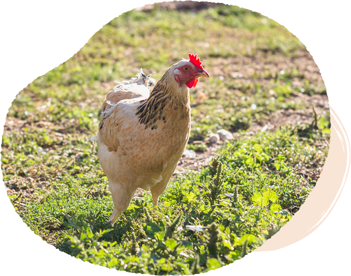 田爸手工滴雞精-手工滴雞精,台中手工滴雞精,北屯手工滴雞精