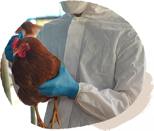 田爸手工滴雞精-手工滴雞精,台中手工滴雞精,北屯手工滴雞精