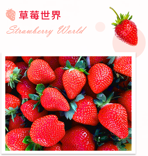草莓世界(官方網站)-台中採果教學農場-|採草莓果園|週休二日親子活動|安親班戶外|草莓苗批發零售